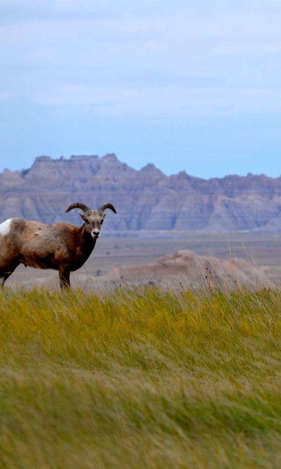 温暖平原上的沙漠大角羊