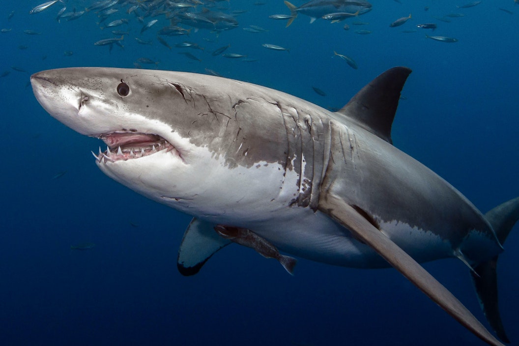 White shark photographed underwater