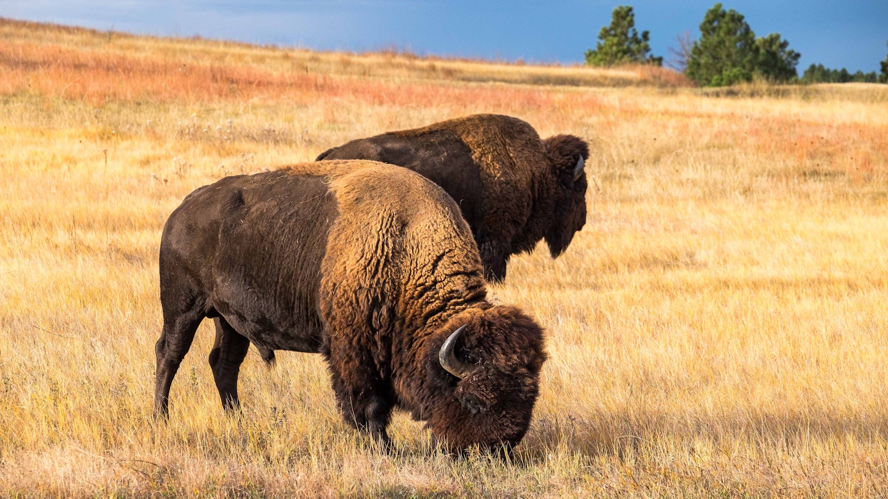 Two large bison graze in yellow-brown fields