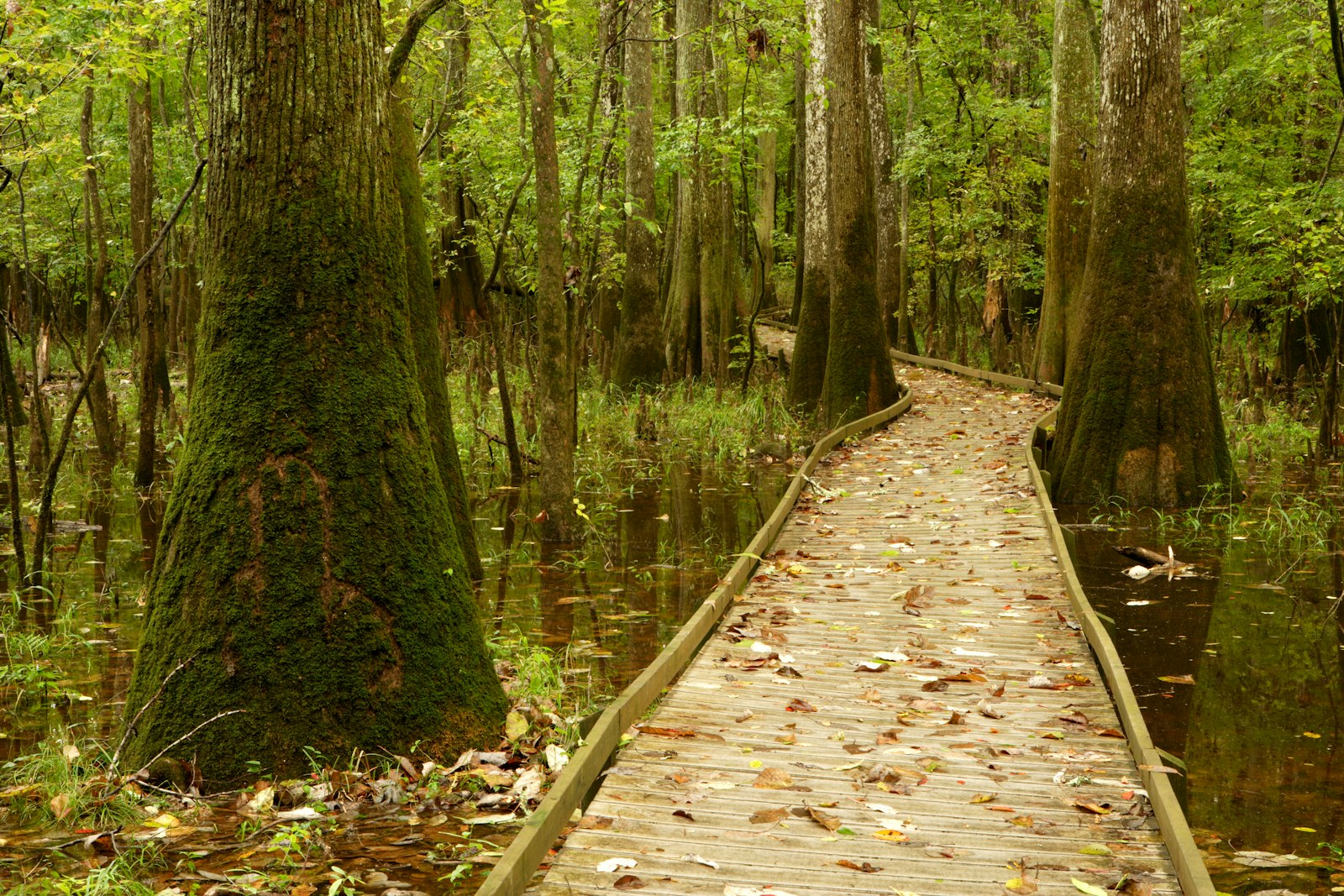 An elevated wooden walkway winds through a cypress grove