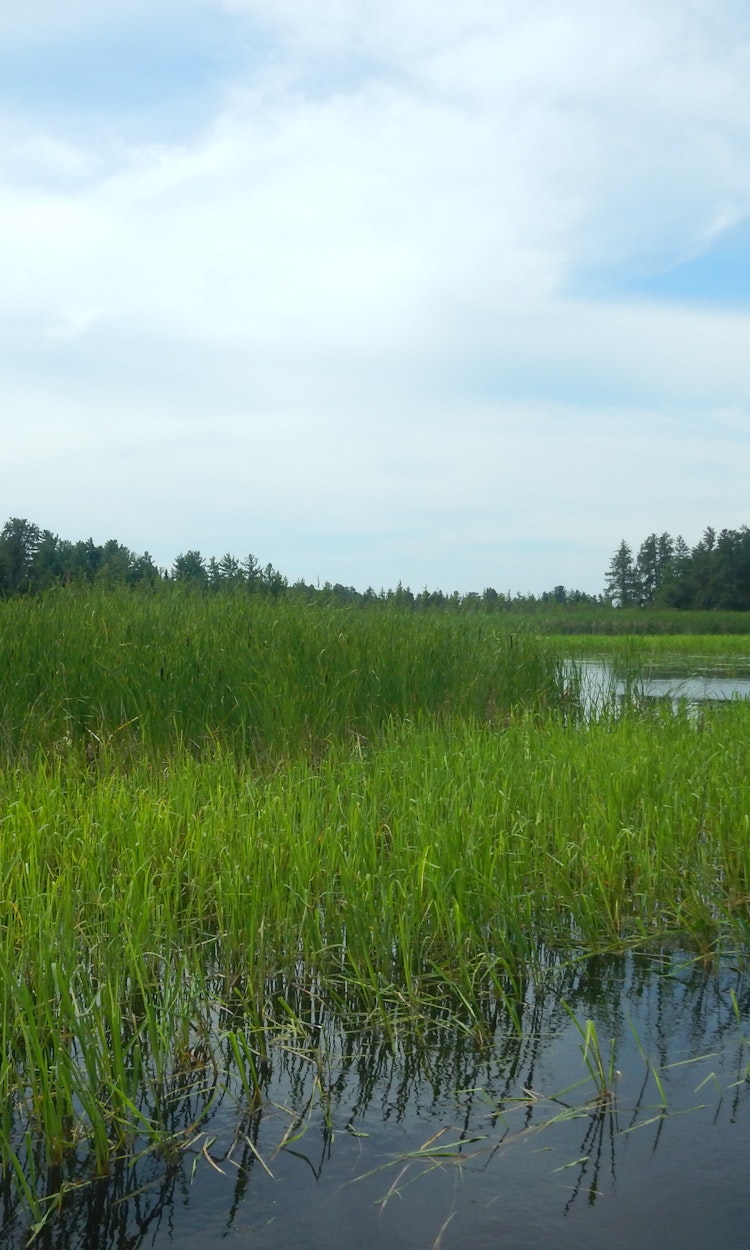 Wetland and marsh