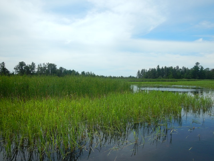 Wetland and marsh