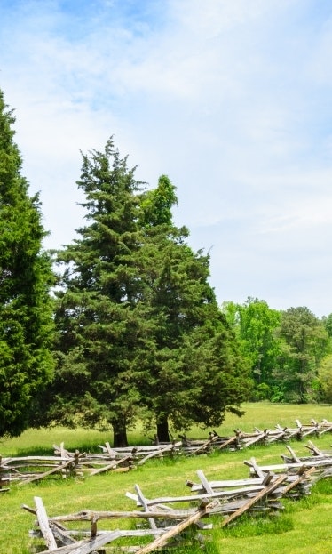 Wooden battlements in a row against a meadow and tall trees