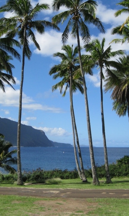 Tropical landscape with palm trees leading to the ocean