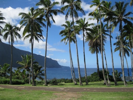 Tropical landscape with palm trees leading to the ocean