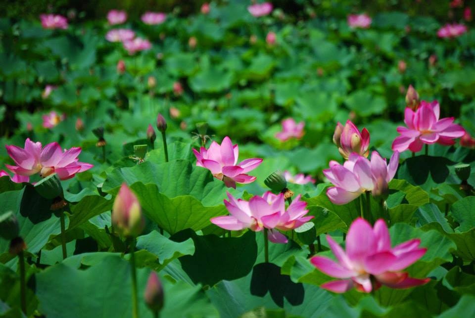 Pink water lilies bloom