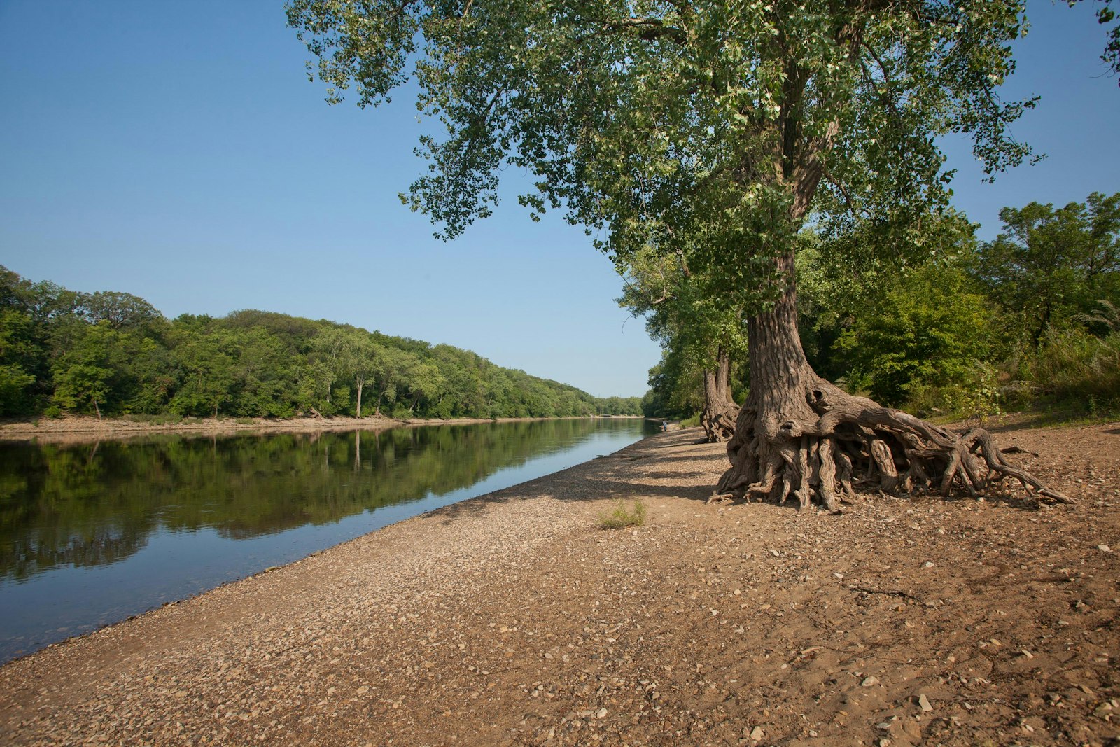 A tree on the bank of a river