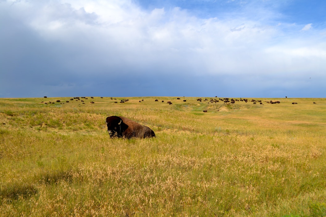 Bison laying in a yellow field