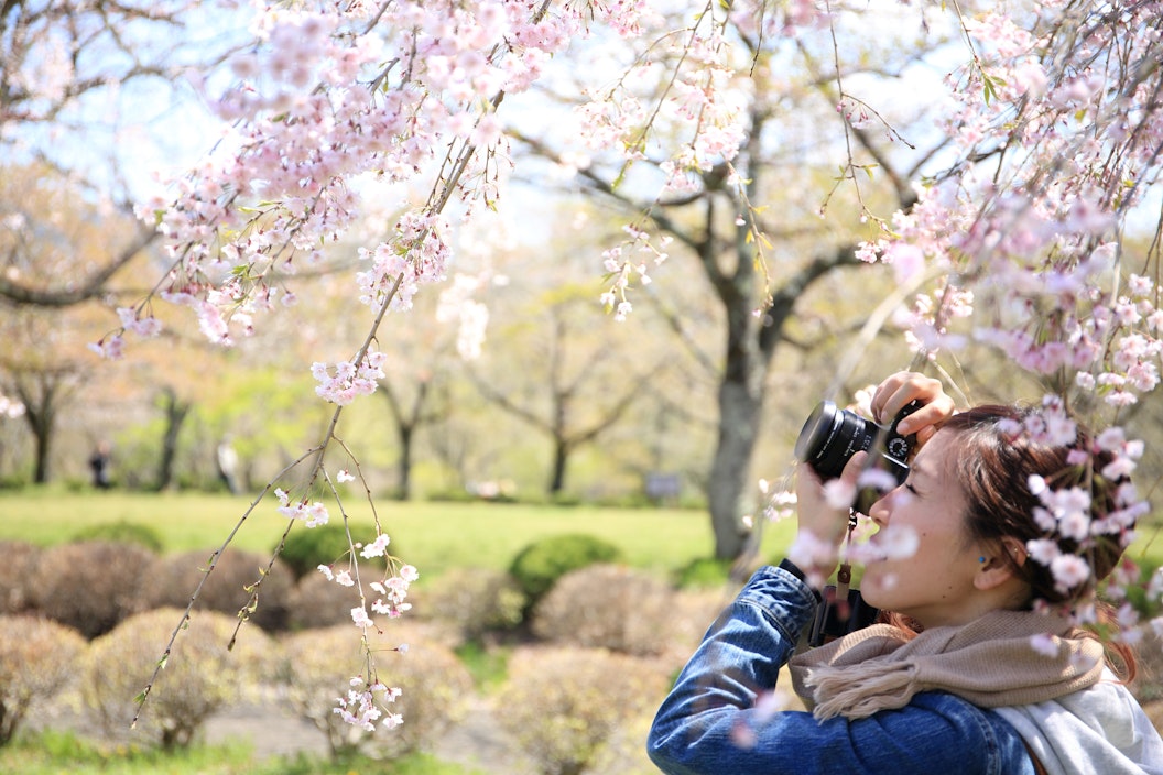 A person takes a photo of blooming cherry blossom trees