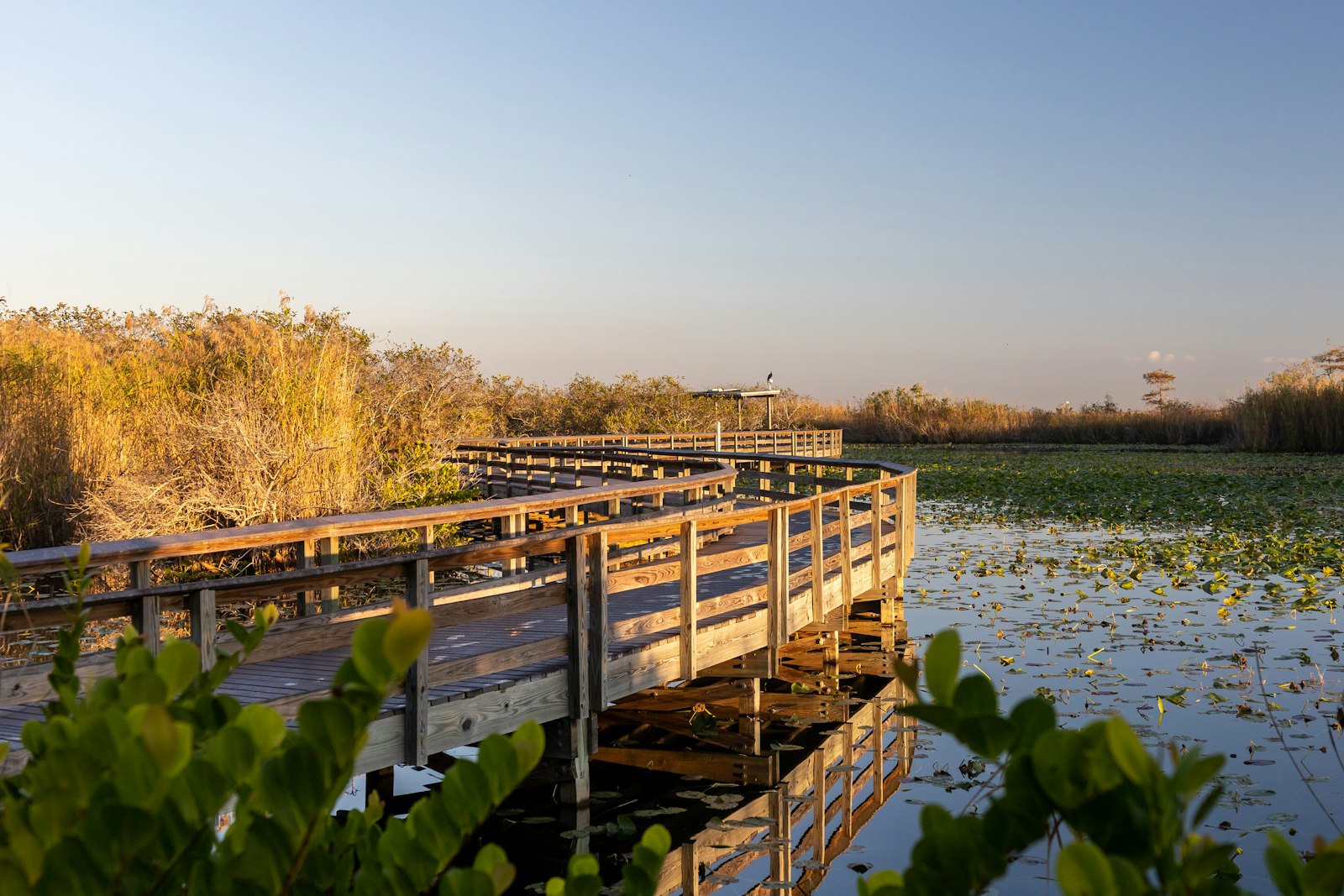 An elevated wooden platform trail winds around swamps into the distance