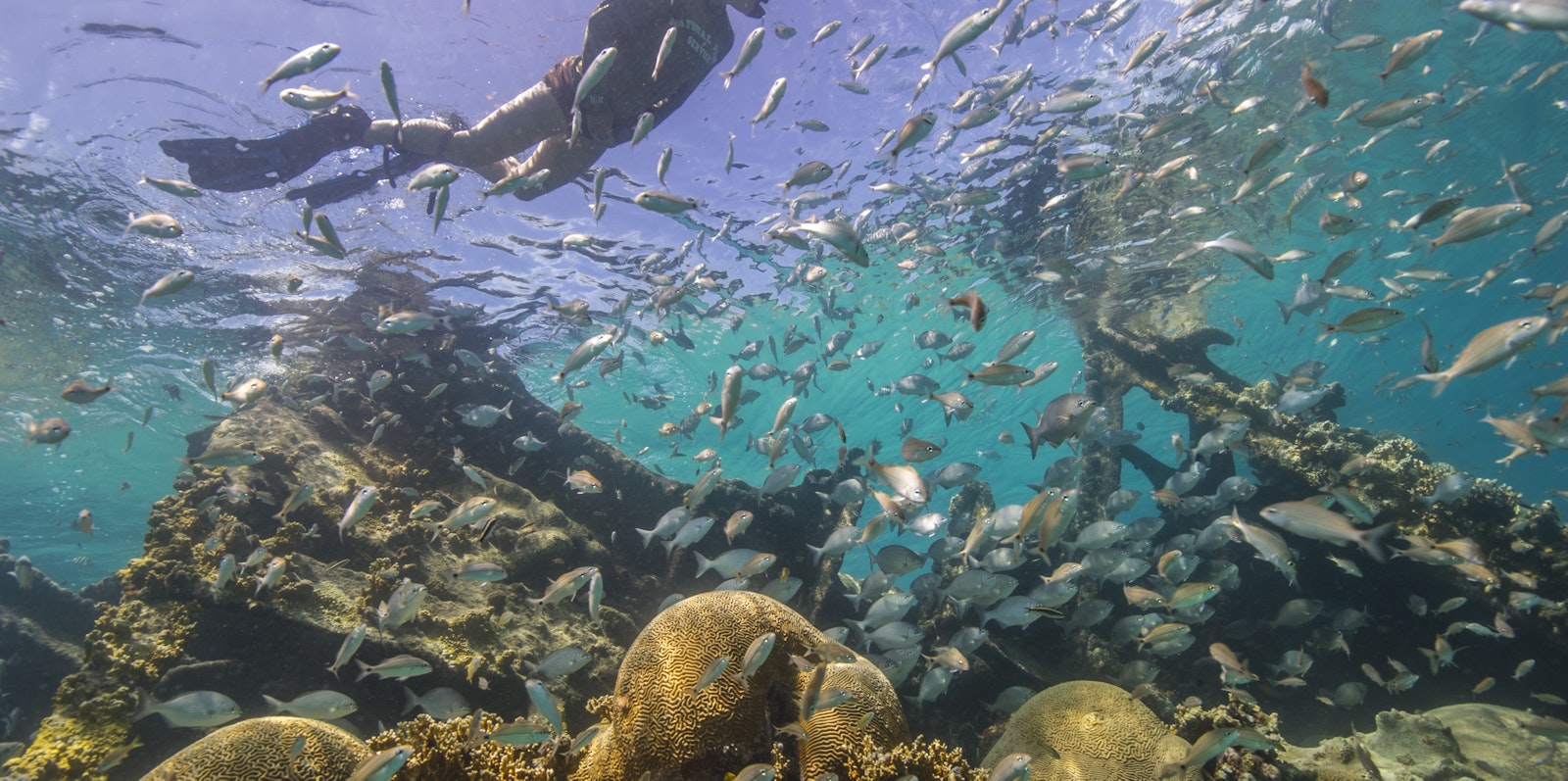 A person snorkels in the ocean, a school of fish and coral underneath