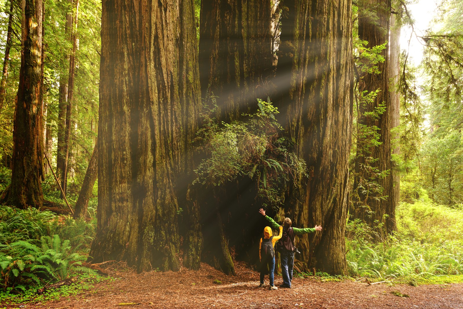 Two kids look up at giant redwood trees. One extends their arms out to the side
