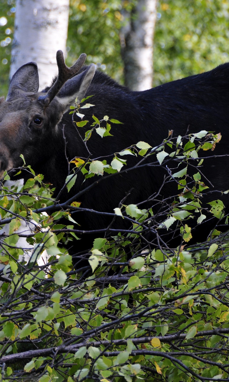 Bull moose with small antlers munches on some leaves between birch trees
