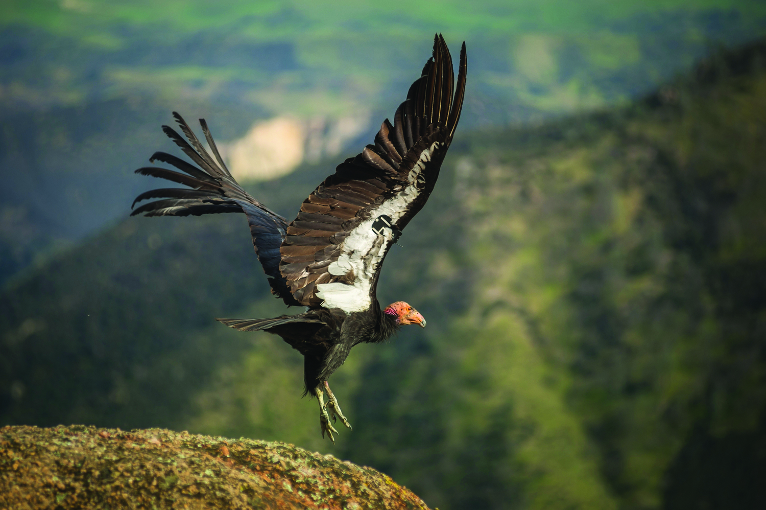 California Condors Take Flight in Redwoods