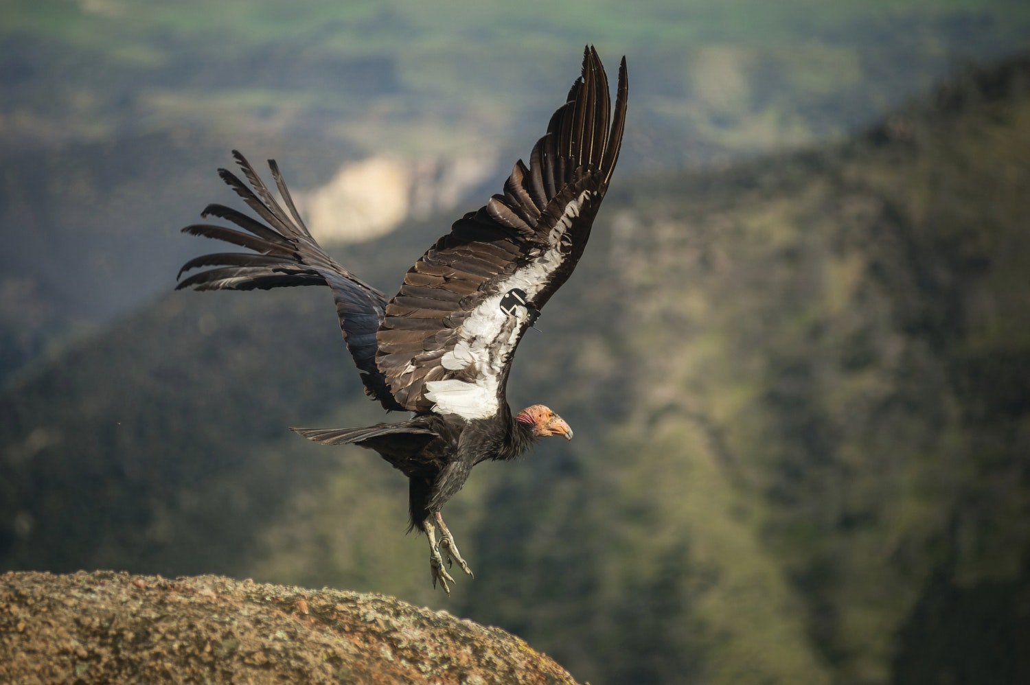 A condor stretches out its wings as it takes off from a rock