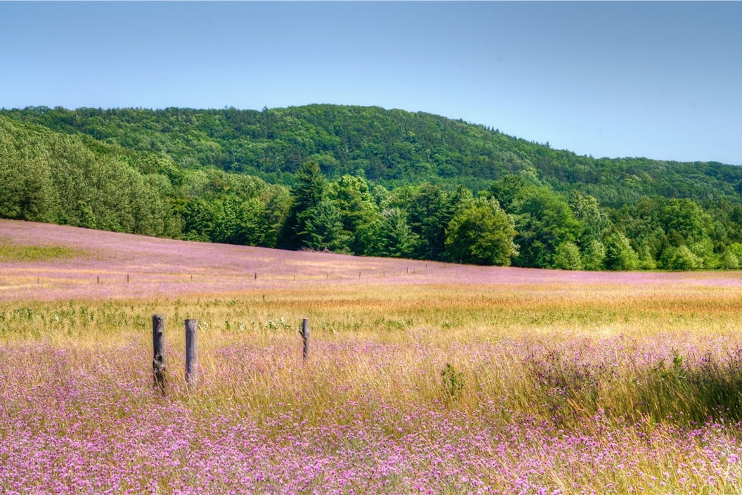 A yellow and pink meadow leading to green mountains in the distance