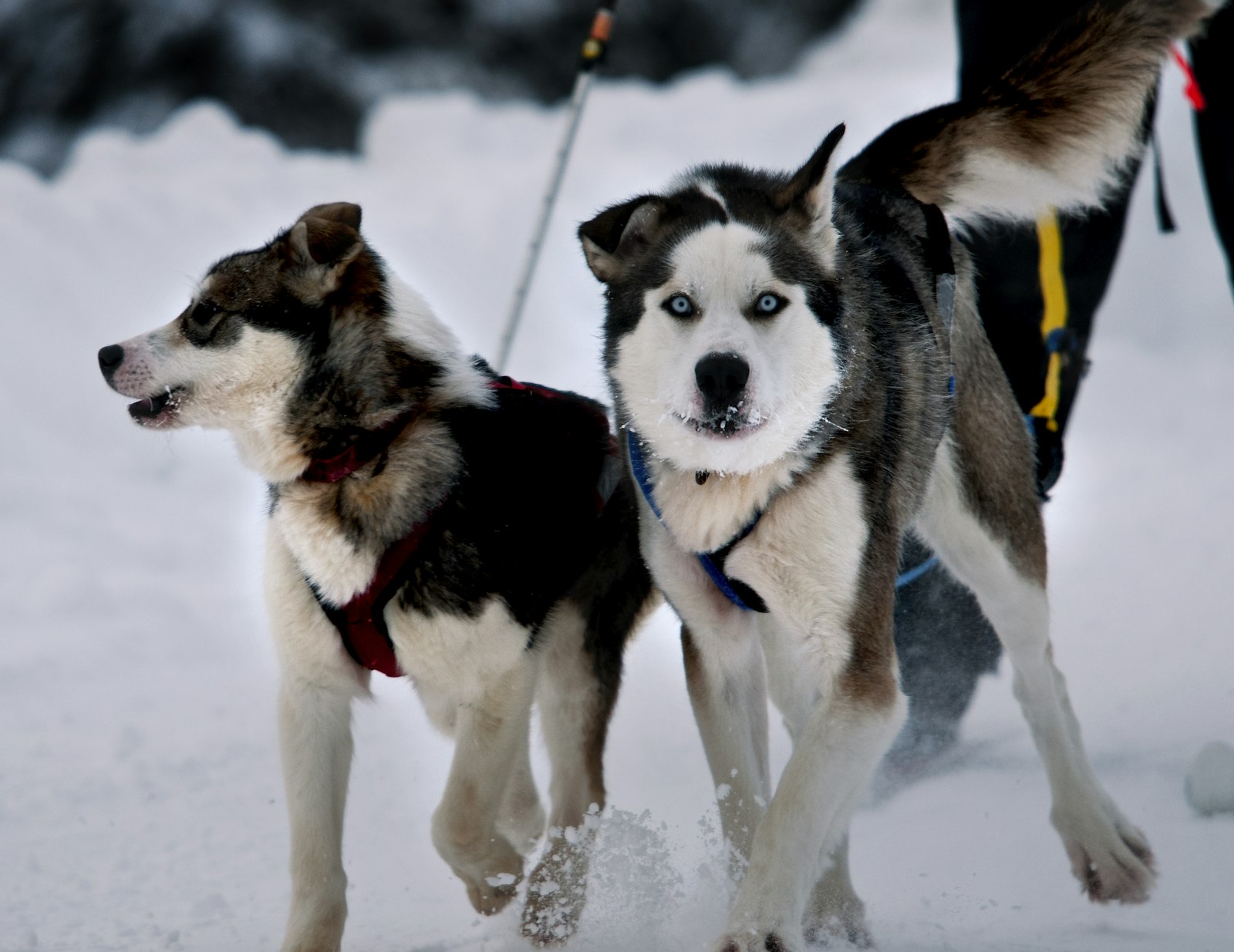a young sled dog with an older one pulling a skier