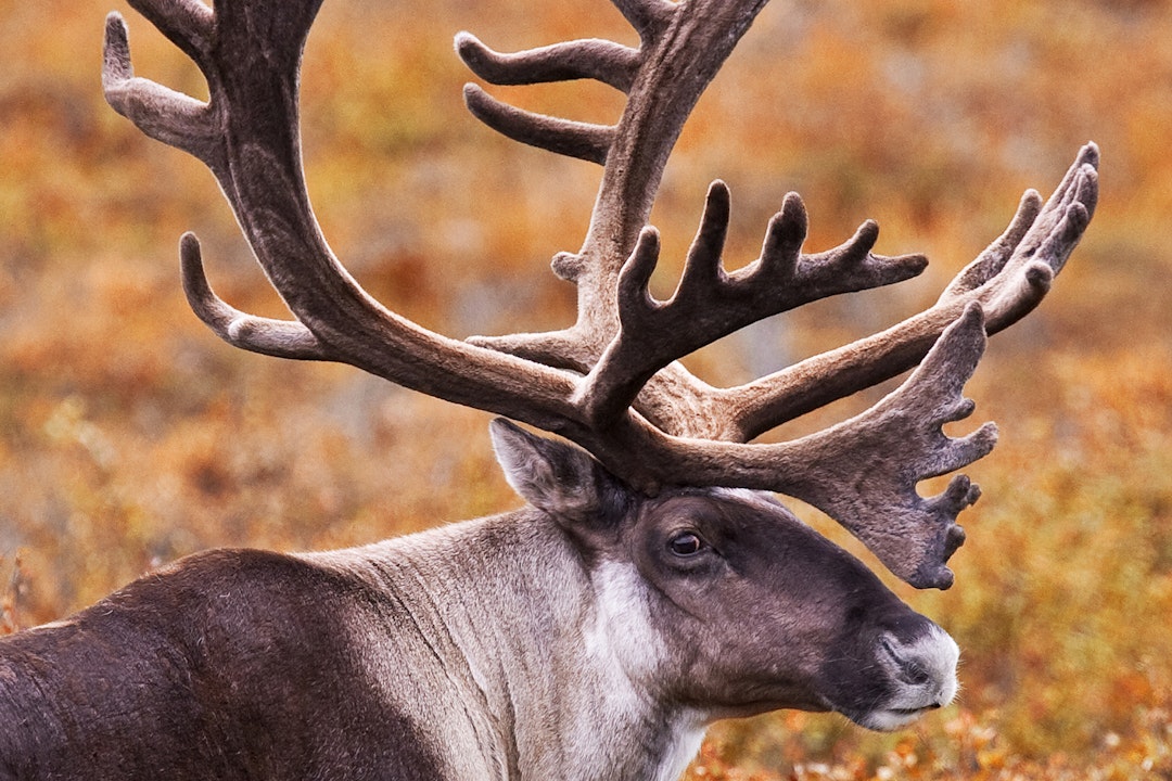 caribou against an orange backdrop