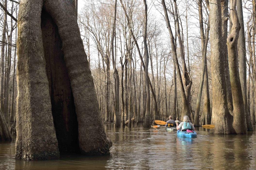 Three people kayak through a cypress tree samp