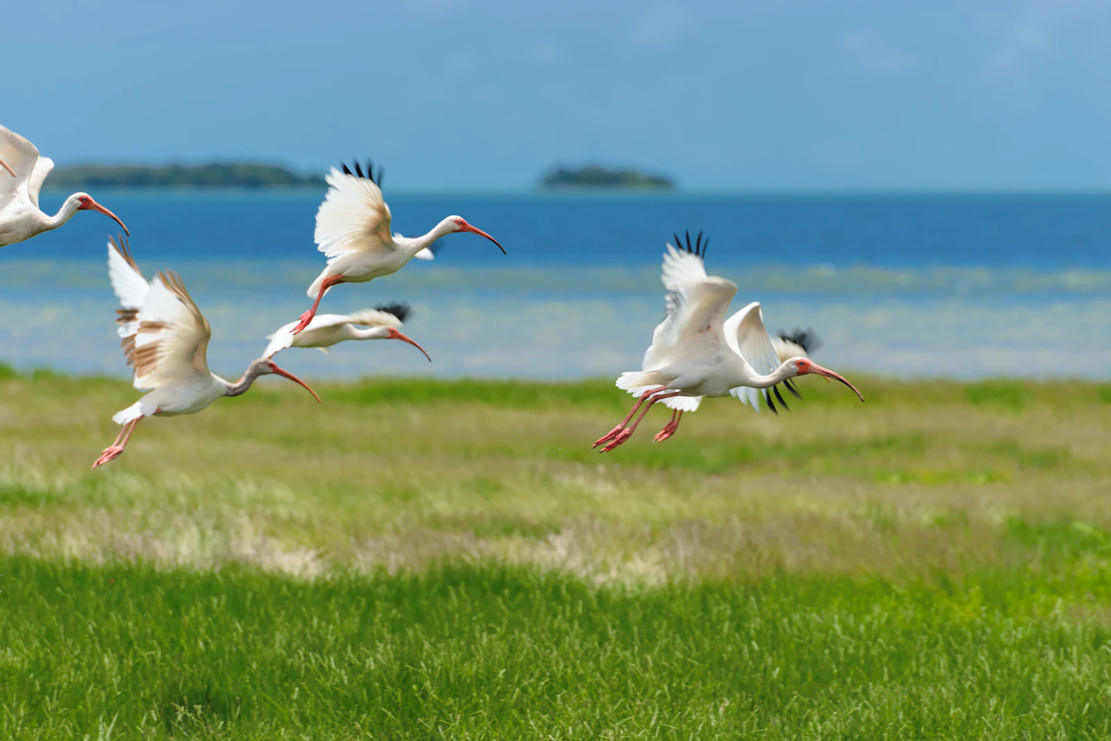 Landscape Wildlife Conservation
