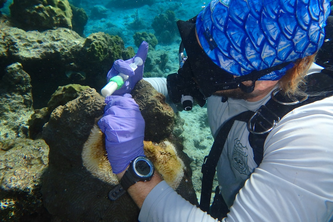 Underwater, a person wearing a scuba suit administers a balm on coral