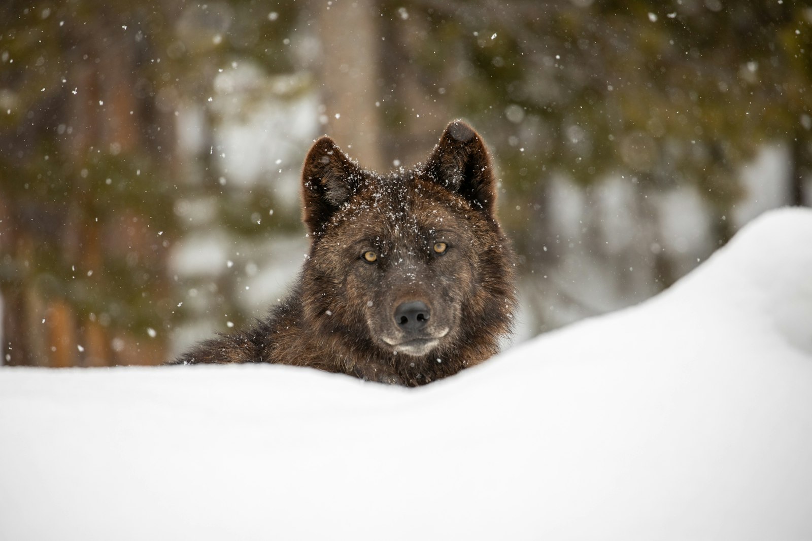 A brown wolf stares into the camera. A snowbank reaches the wolf's neck