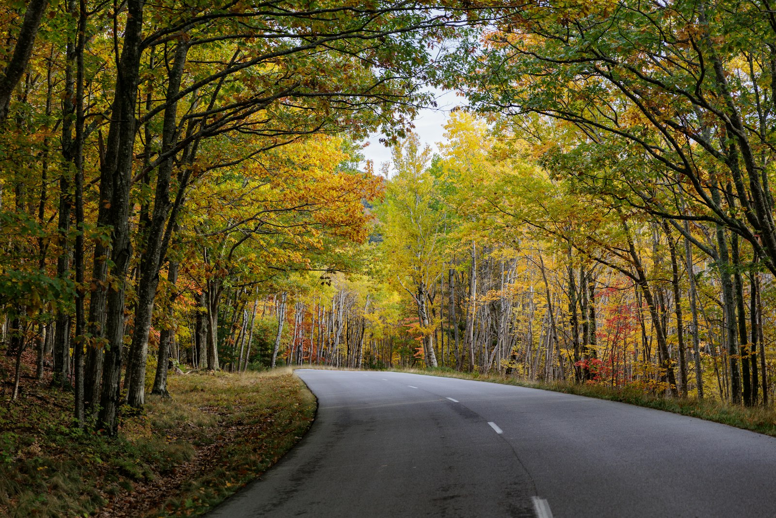 A paved 2-lane road stretches around a bend in the distance. The road is lined with trees with colorful autumn foliage