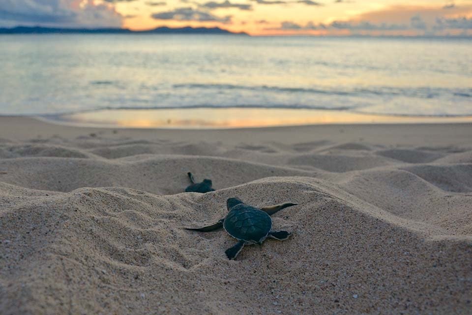 A couple sea turtles paddle on the sand towards the water at sunset