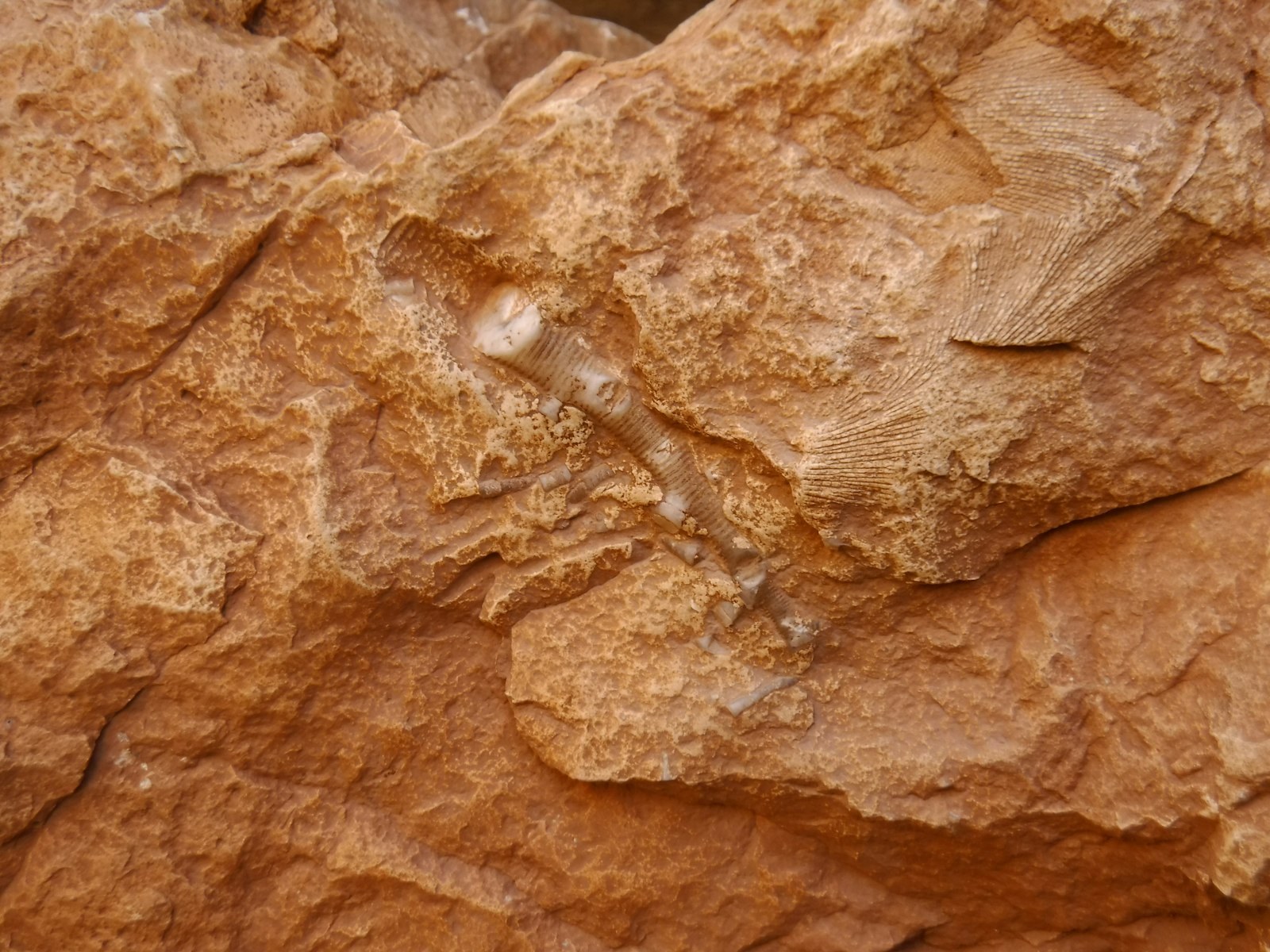 Fossil on jagged rock face