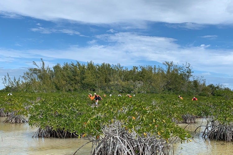 Groups of people, wearing bright orange shirts, wade through a marshy wetland