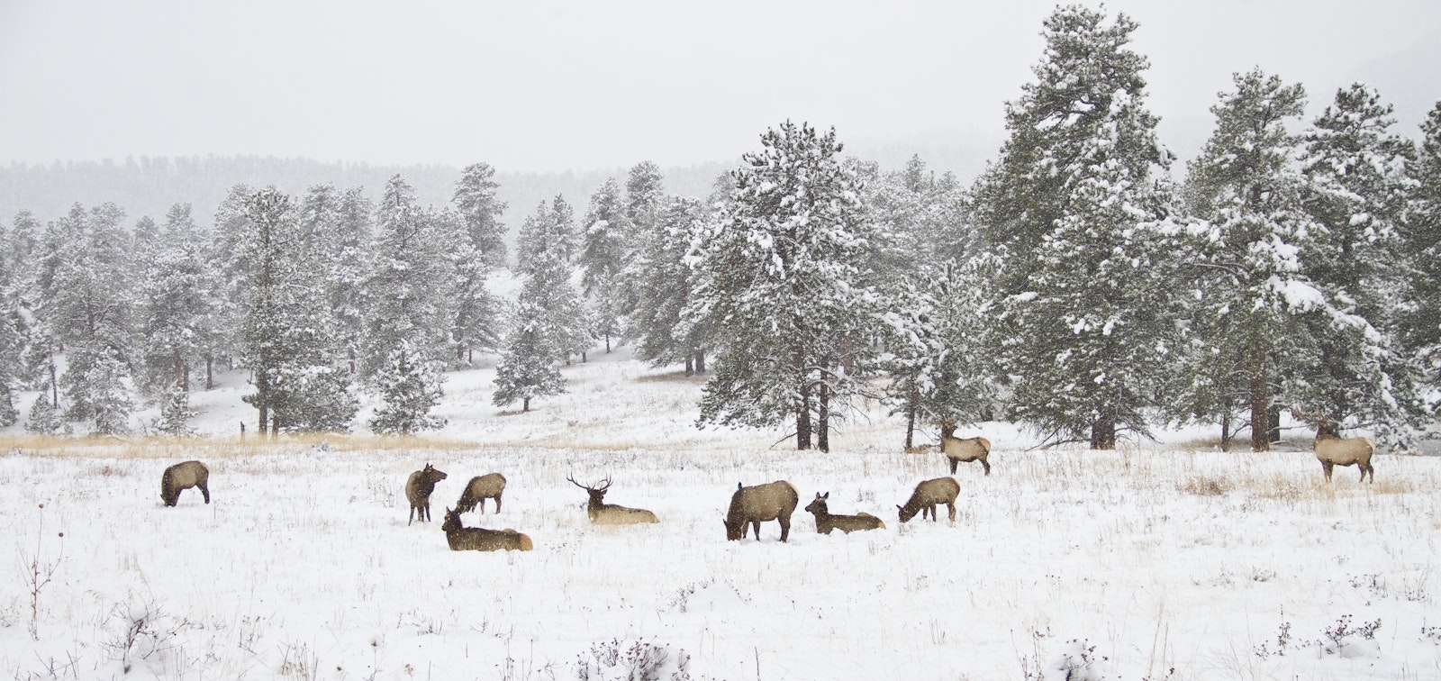 A snowy landscape with deer lounging in a field