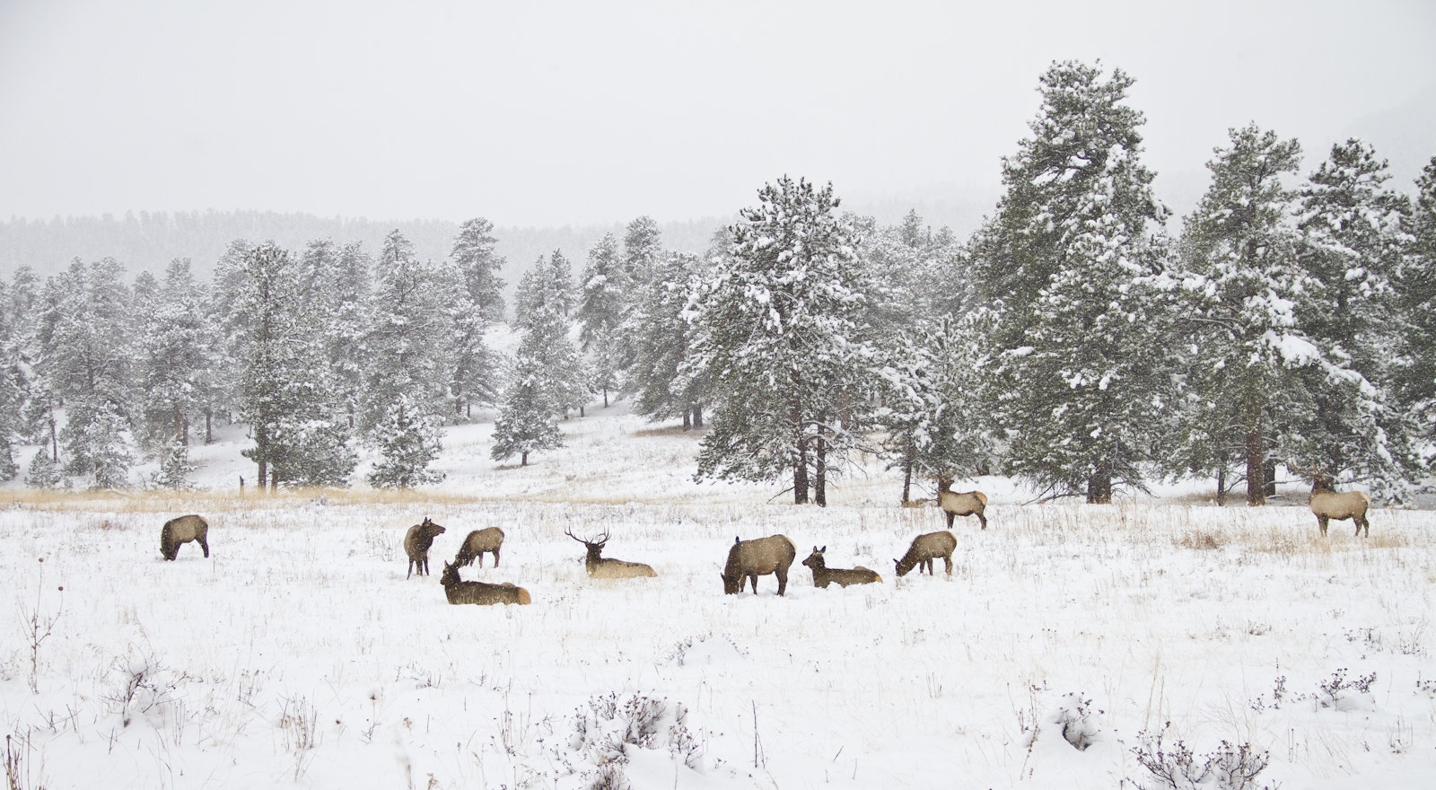 A snowy landscape with deer lounging in a field