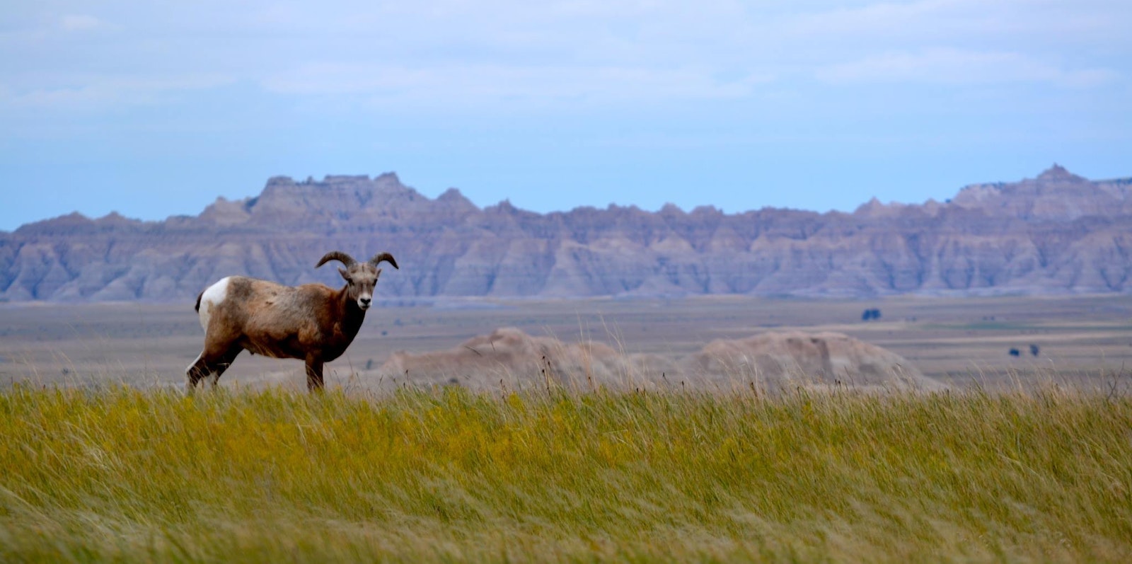 Desert bighorn sheep in a warm plain landscape
