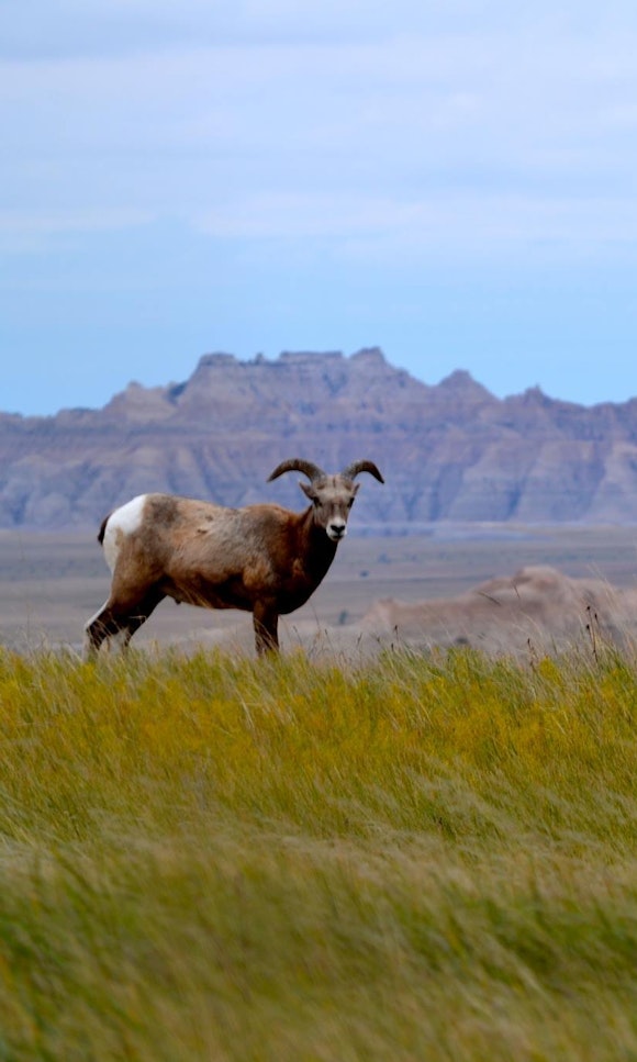 Desert bighorn sheep in a warm plain landscape
