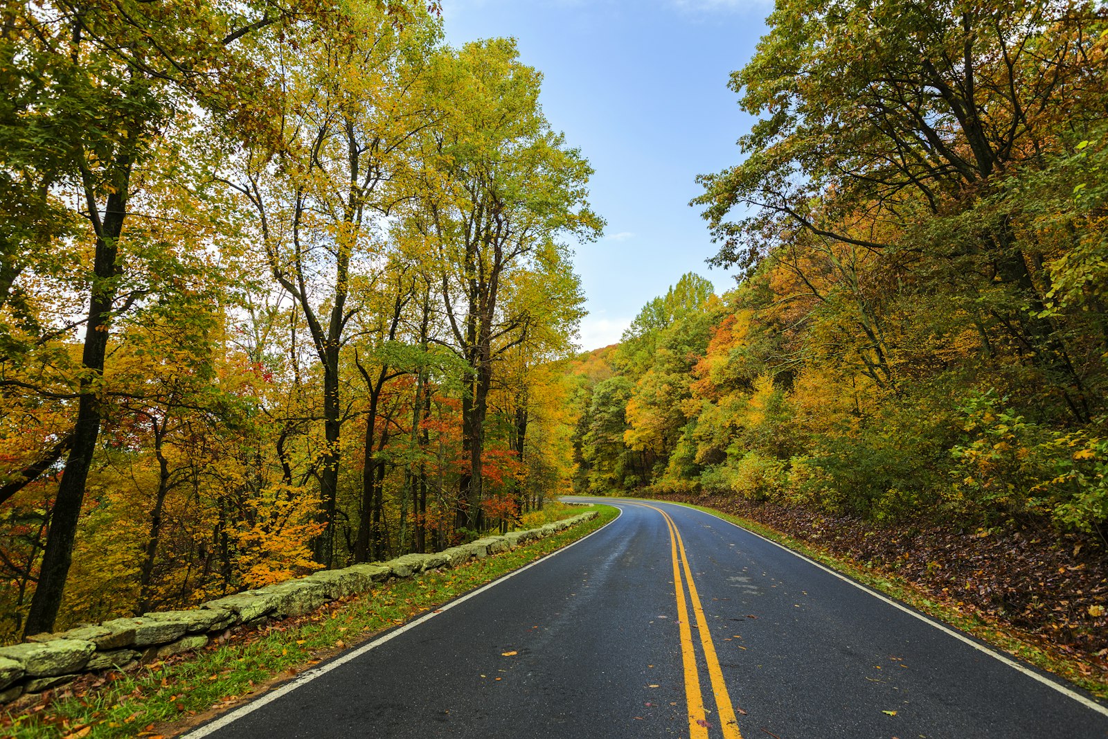 A paved road is lined by autumnal leaves