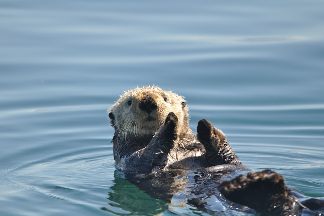 sea otter floating on its back