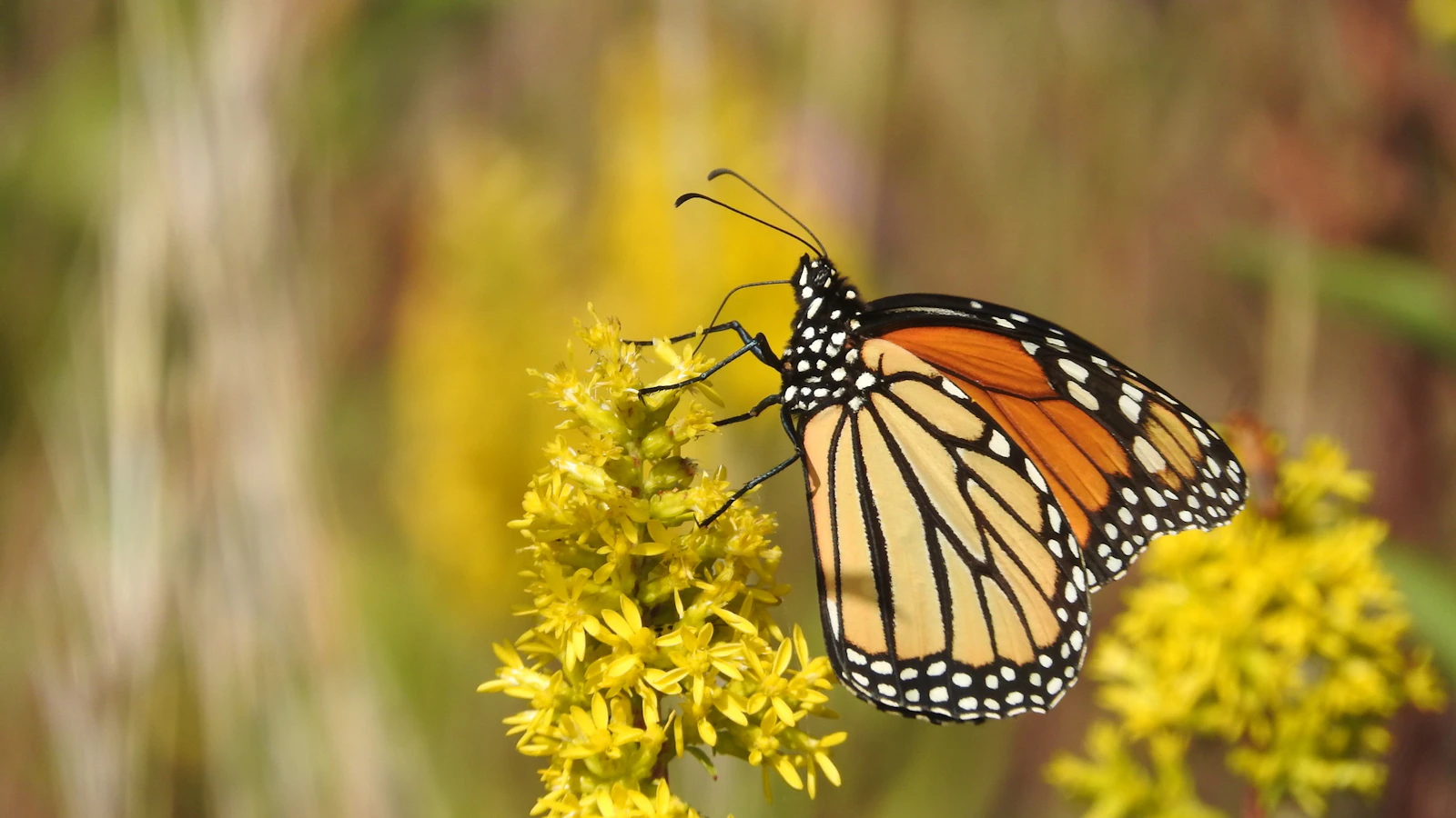 Planting for Pollinators and Parks | National Park Foundation