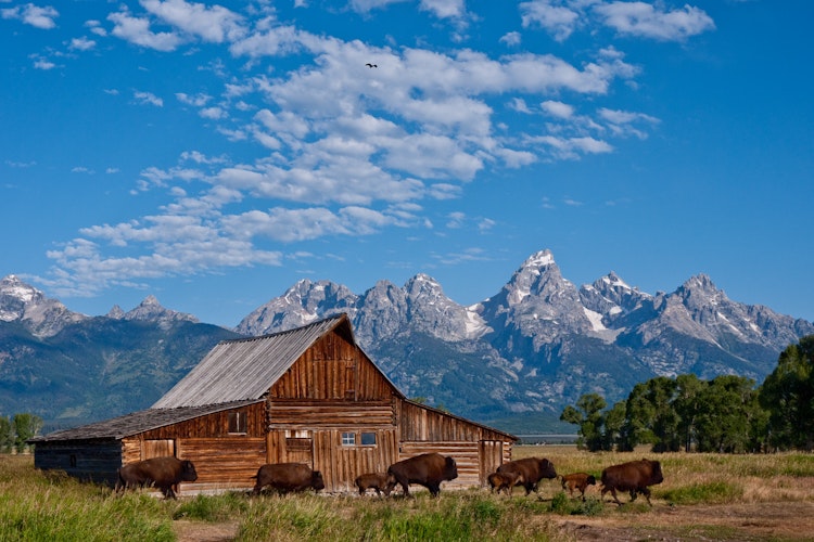 A timber barn surrounded by bison in the valley of mountains