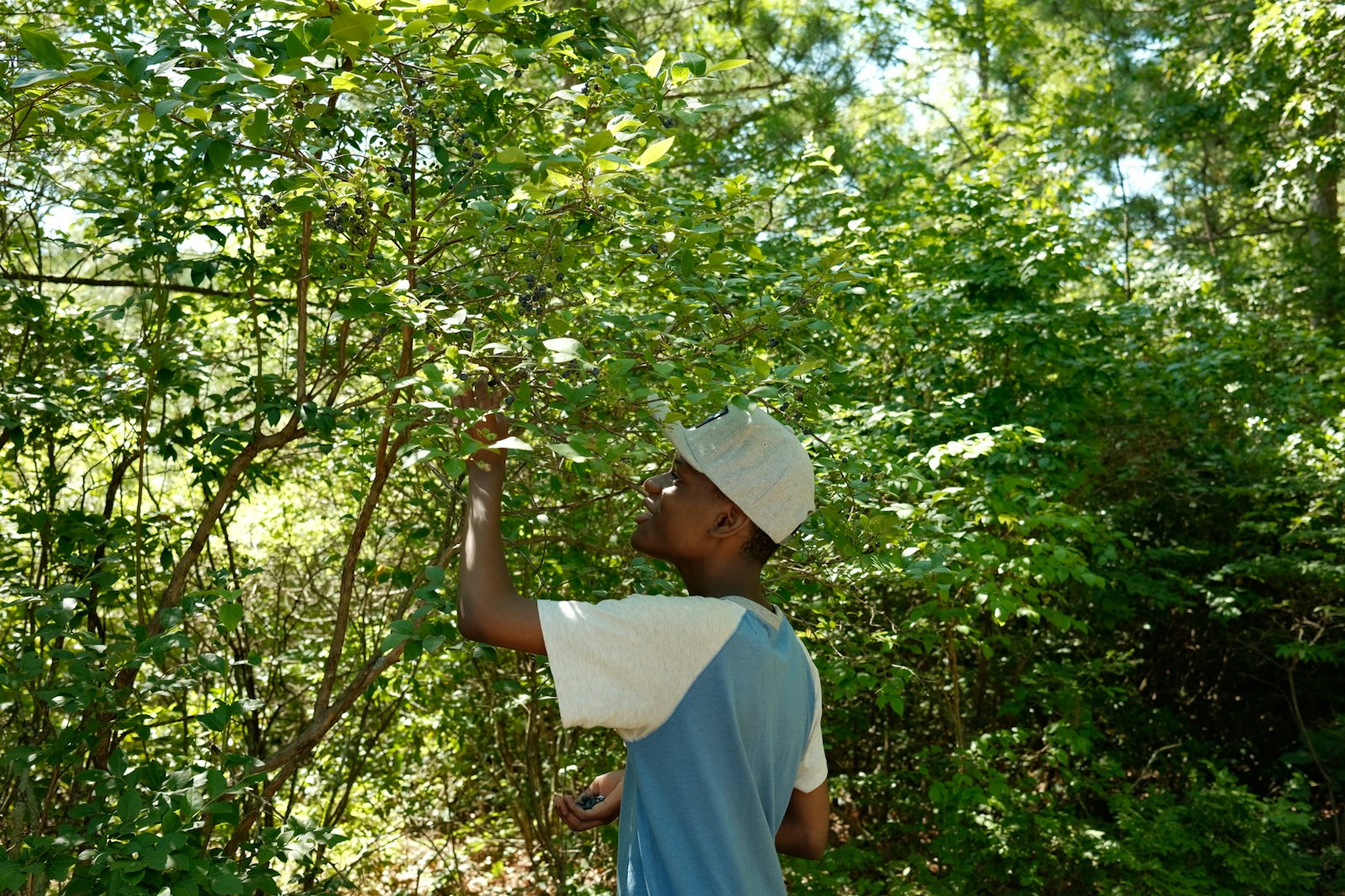 A young man looks up at leaves on a tree