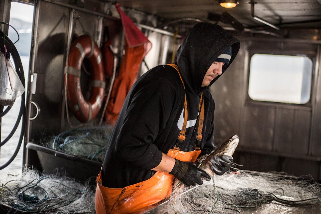 A fisherman, in waders and a sweatshirt, holds a fish over a big pile of netting, aboard a boat