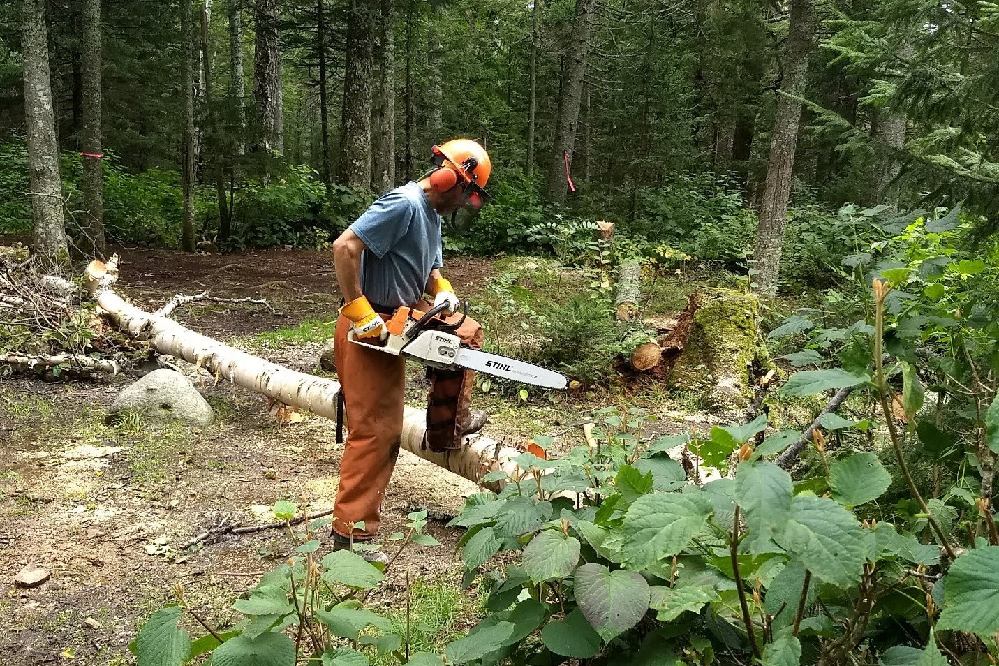 A person, wearing safety gear, uses a chain saw to take down a tree