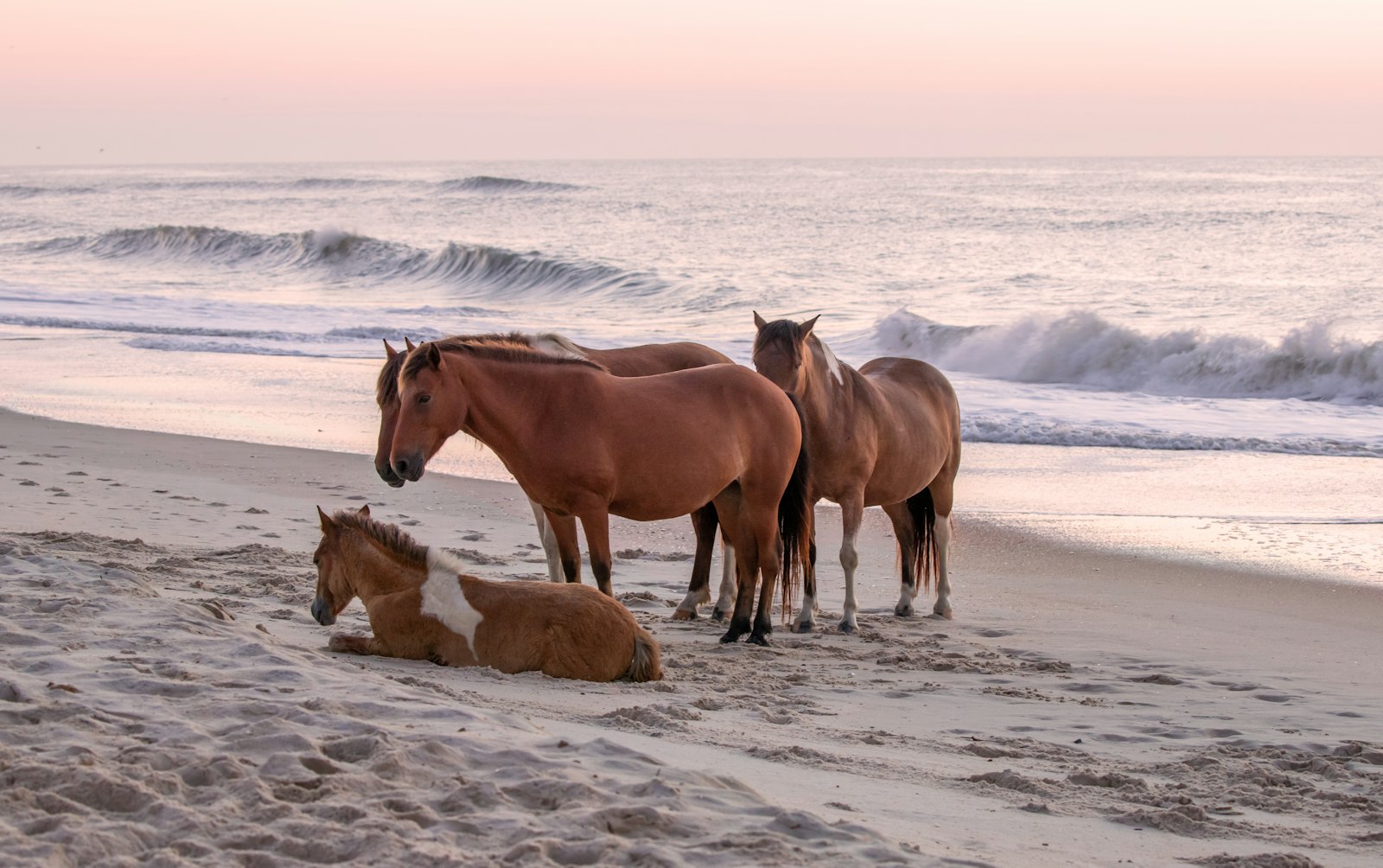 A group of four horses on a beach, one laying in the sand