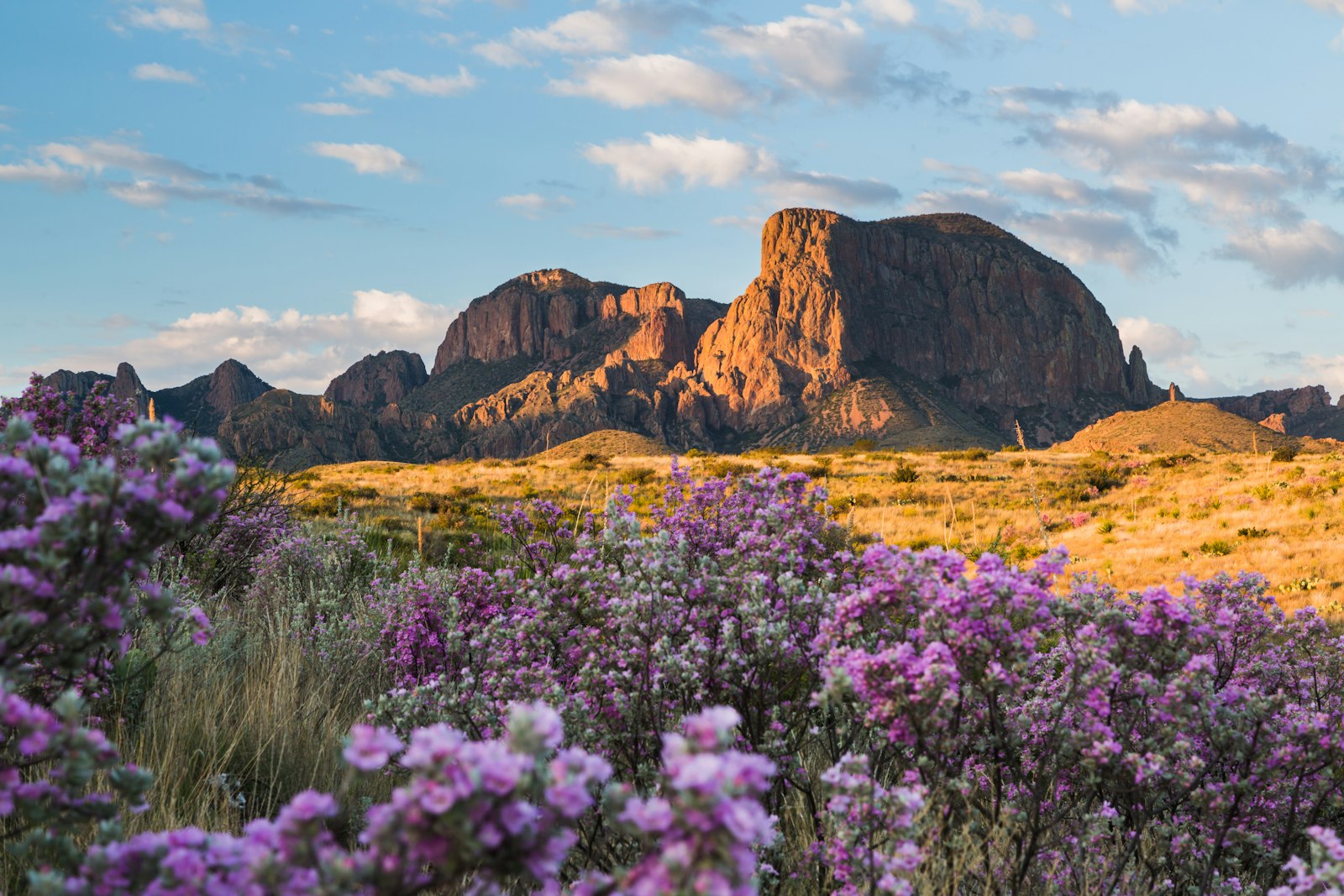 Purple wildflowers bloom in the foreground. In the distance are large red-brown rock formations, made golden by the sunlight