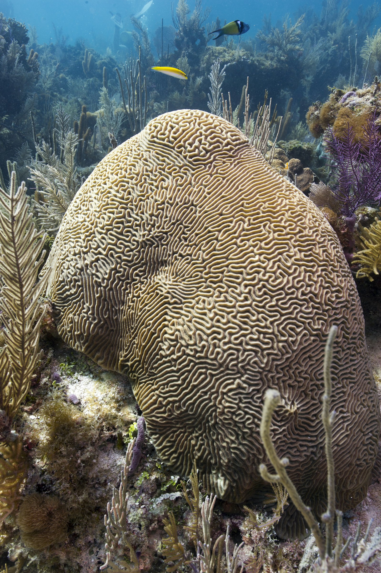 Underwater image of brain coral