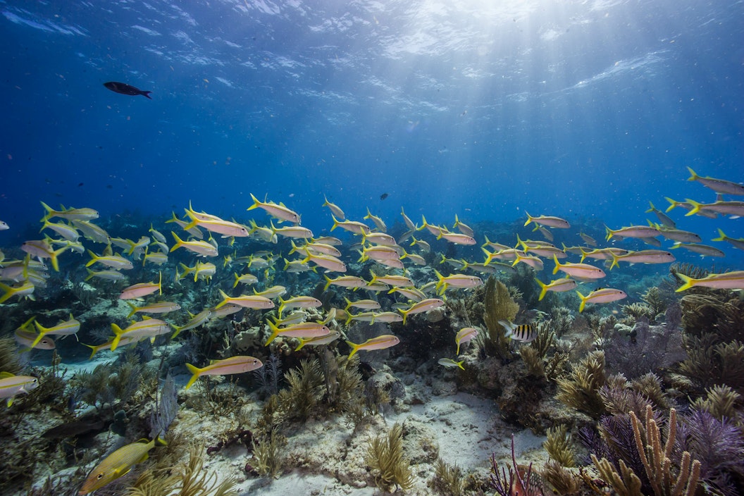 Underwater image of a school of fish swimming through a reef