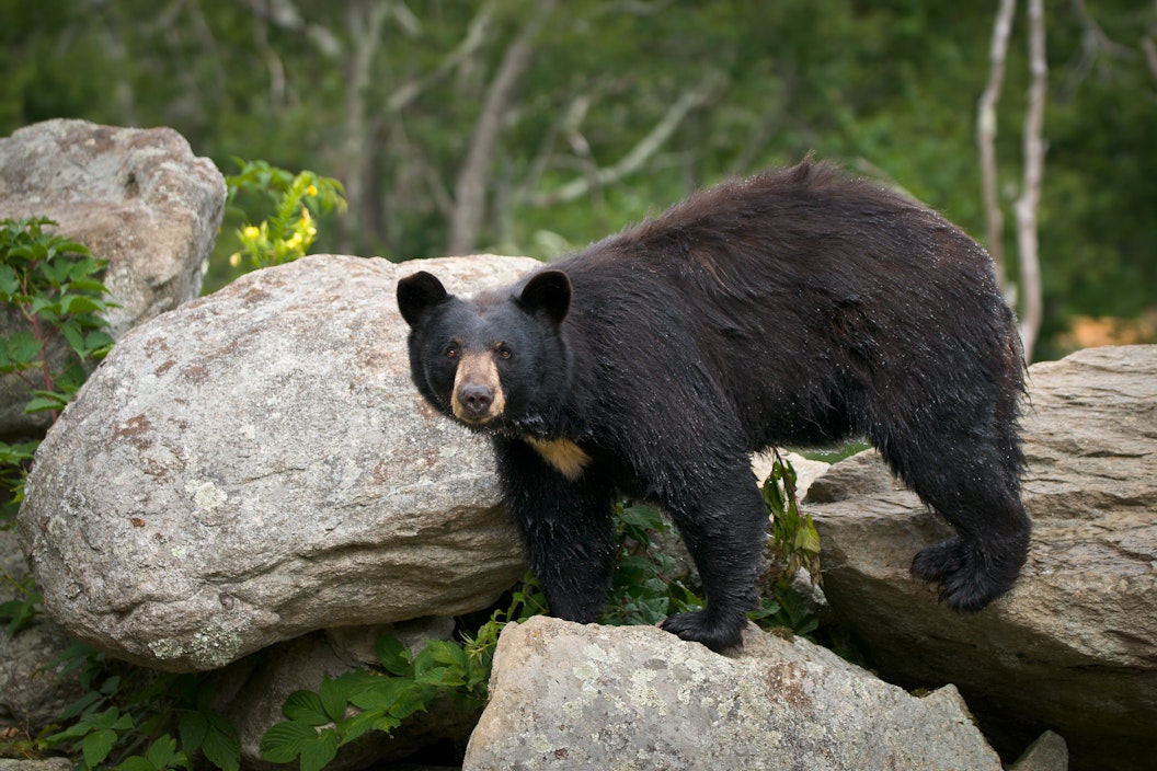 A black bear climbs over large rocks