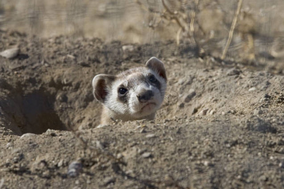 Black-footed ferret peeks out of a burrow