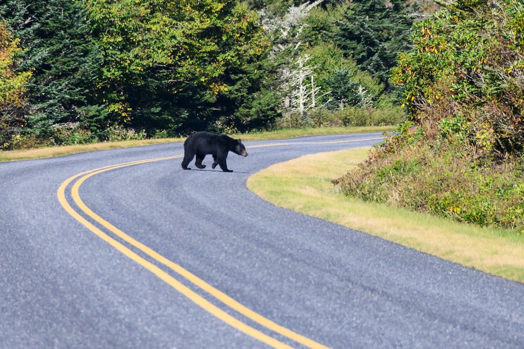 A black bear walks across a two-lane road