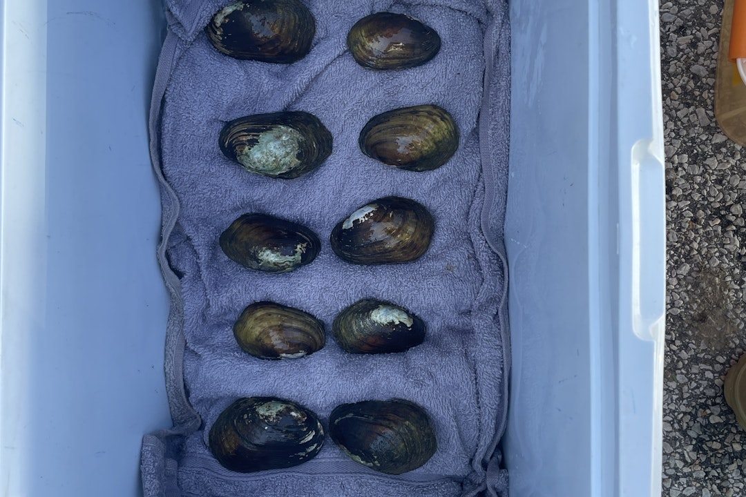 Mussels in a plastic bin