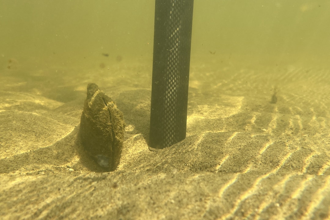 A mussel embedded in the sand underwater